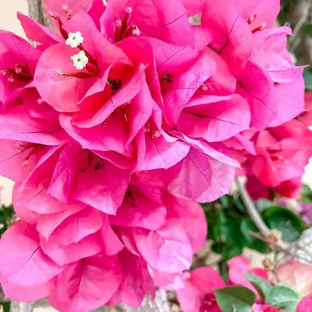 מלון Avli נידרי