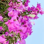 ホテル Avli ニドリ