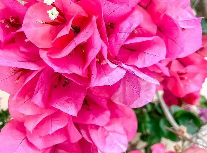 فندق Avli نيدري