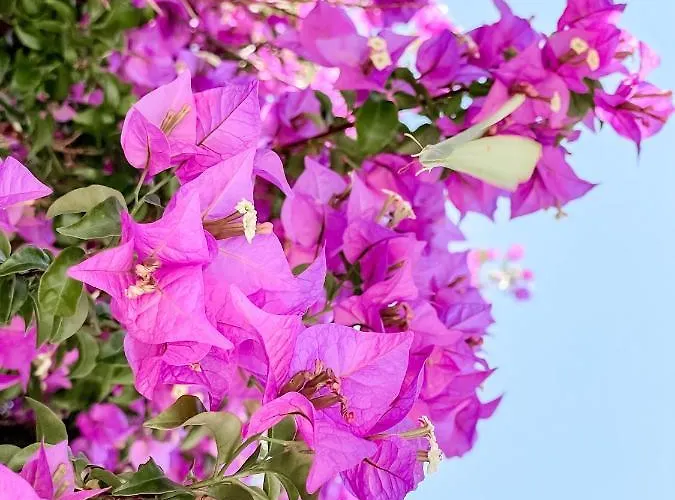فندق Avli نيدري